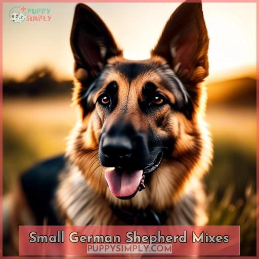 Small German Shepherd Mixes