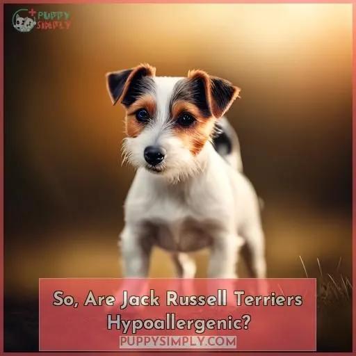 So, Are Jack Russell Terriers Hypoallergenic