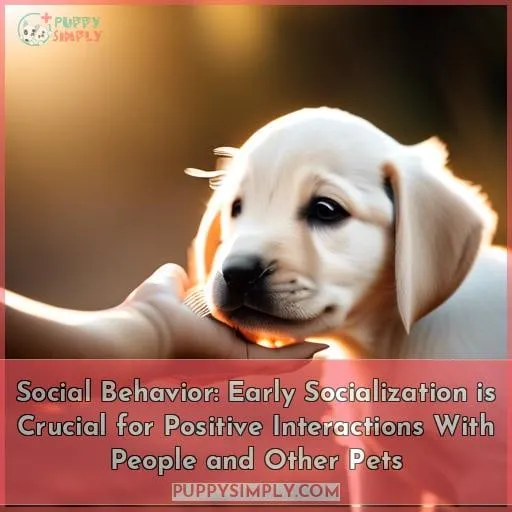 Social Behavior: Early Socialization is Crucial for Positive Interactions With People and Other Pets