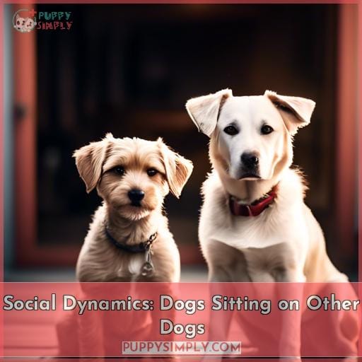 Social Dynamics: Dogs Sitting on Other Dogs