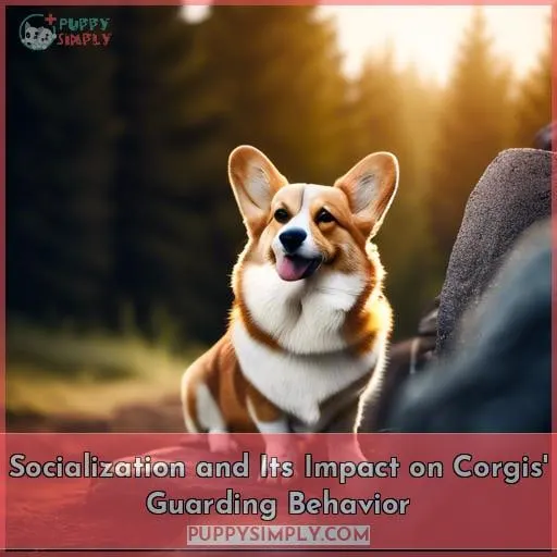 Socialization and Its Impact on Corgis