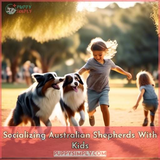 Socializing Australian Shepherds With Kids