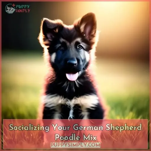 Socializing Your German Shepherd Poodle Mix