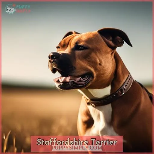 Staffordshire Terrier