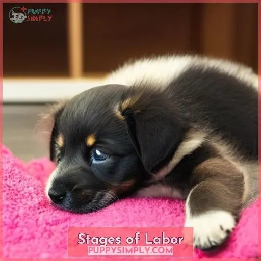 Stages of Labor