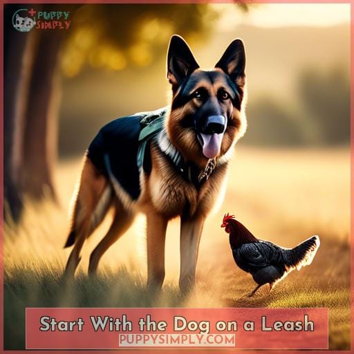 Start With the Dog on a Leash