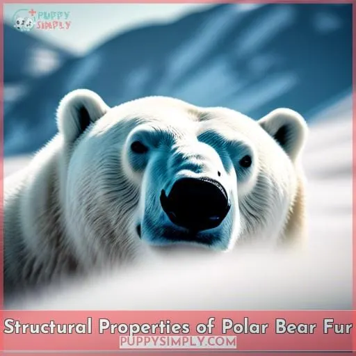 Structural Properties of Polar Bear Fur