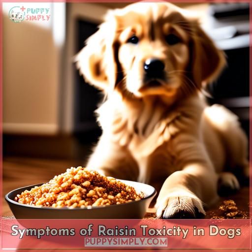 Symptoms of Raisin Toxicity in Dogs