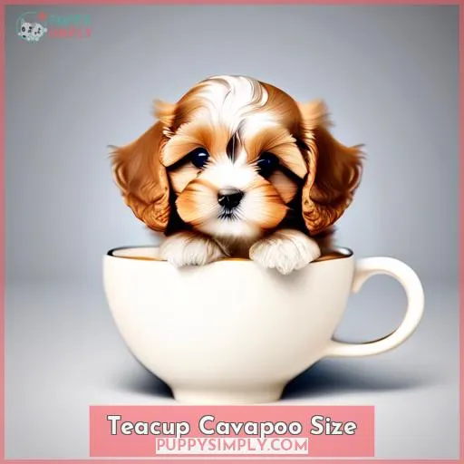 Teacup Cavapoo Size