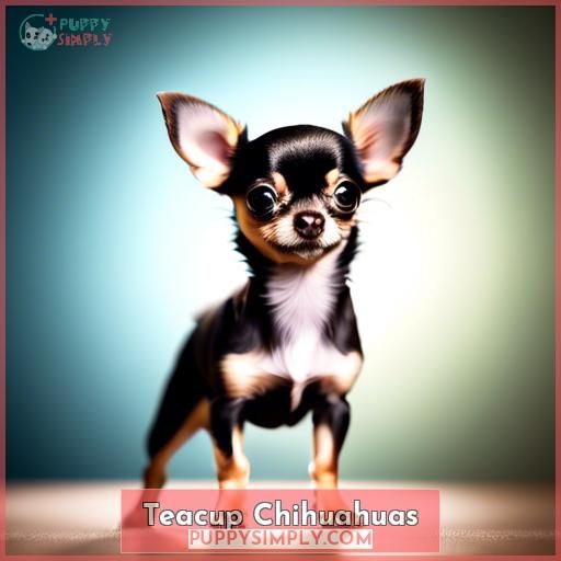 Teacup Chihuahuas