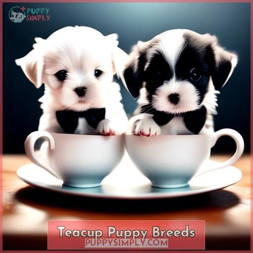 Teacup Puppy Breeds