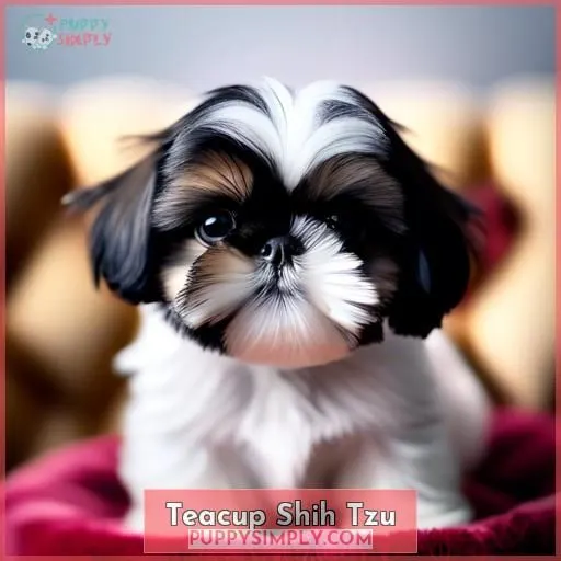 Teacup Shih Tzu