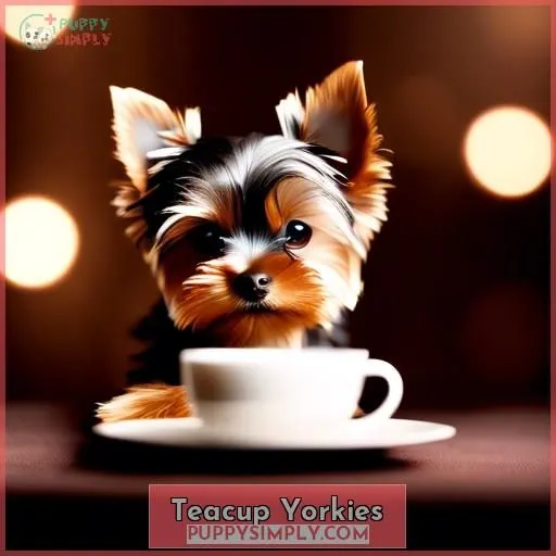 Teacup Yorkies