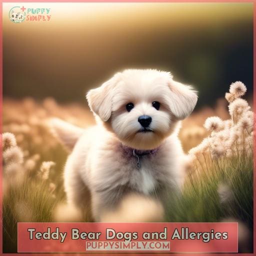 Teddy Bear Dogs and Allergies