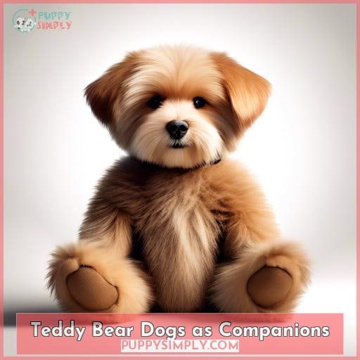 Teddy Bear Dogs as Companions