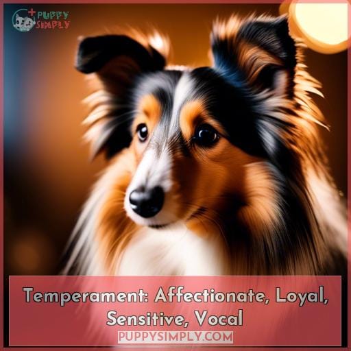 Temperament: Affectionate, Loyal, Sensitive, Vocal