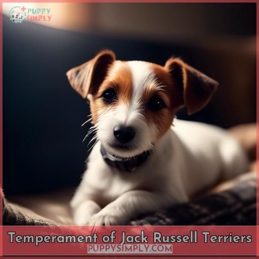 Temperament of Jack Russell Terriers