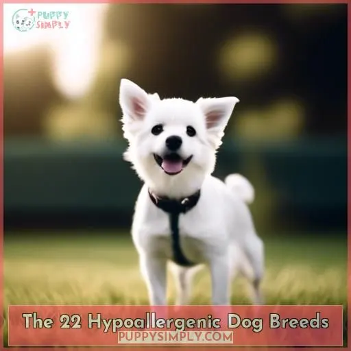 The 22 Hypoallergenic Dog Breeds