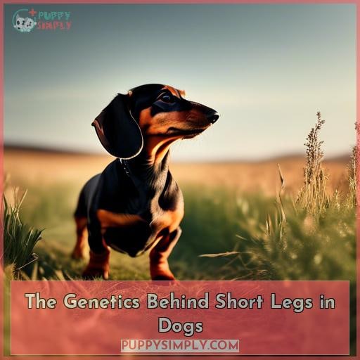 The Genetics Behind Short Legs in Dogs