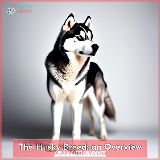 The Husky Breed: an Overview
