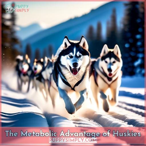 The Metabolic Advantage of Huskies