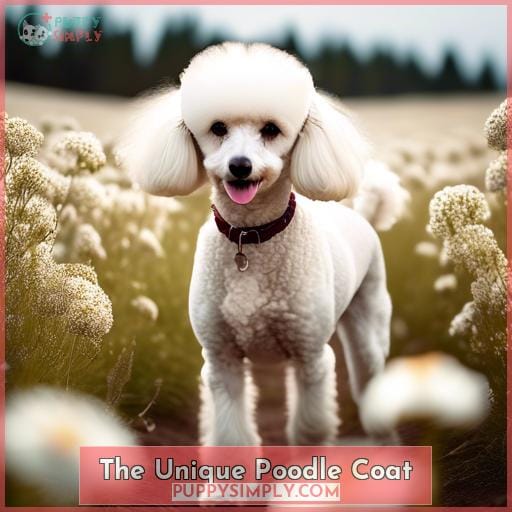 The Unique Poodle Coat