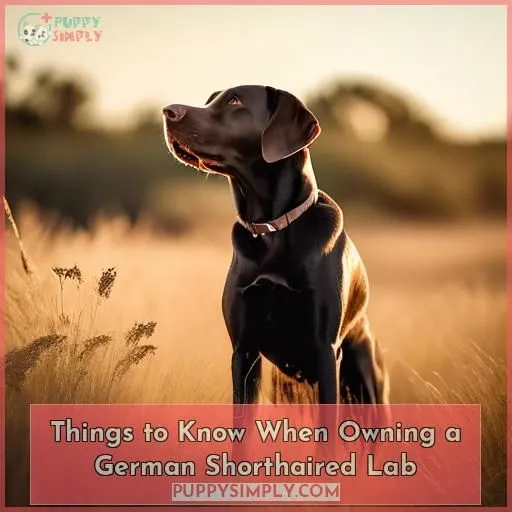 Things to Know When Owning a German Shorthaired Lab