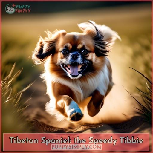 Tibetan Spaniel: the Speedy Tibbie