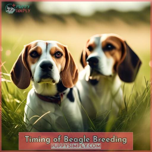 Timing of Beagle Breeding