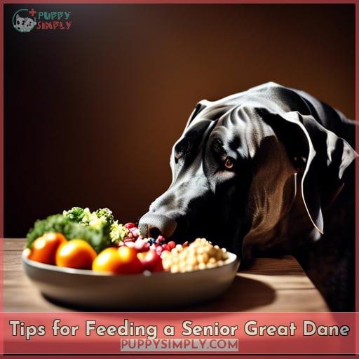 Tips for Feeding a Senior Great Dane