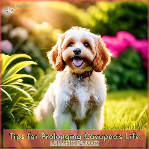 Tips for Prolonging Cavapoo's Life