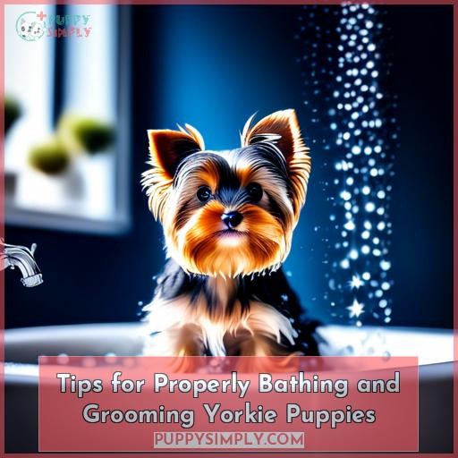Tips for Properly Bathing and Grooming Yorkie Puppies