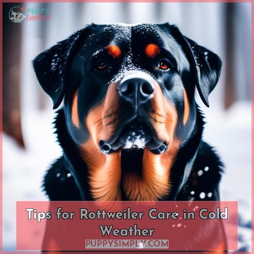 Tips for Rottweiler Care in Cold Weather