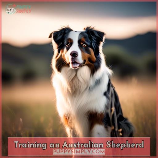 Training an Australian Shepherd