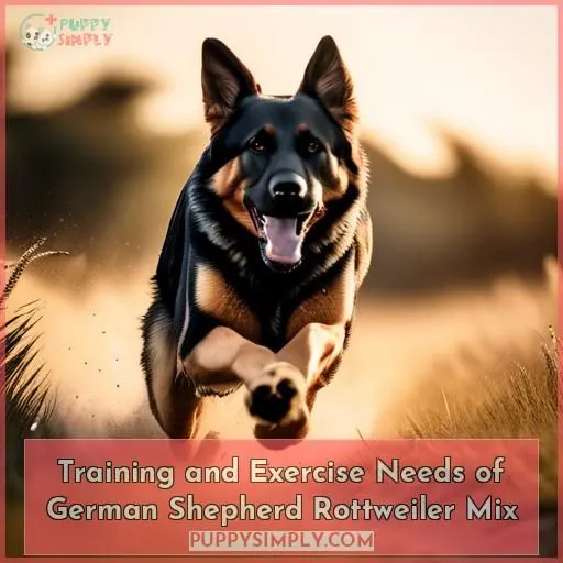 Training and Exercise Needs of German Shepherd Rottweiler Mix