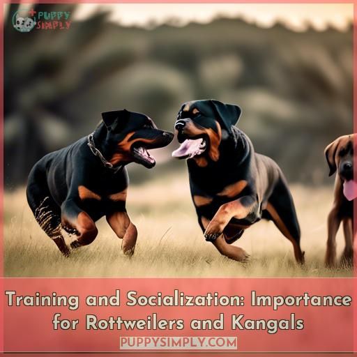 Training and Socialization: Importance for Rottweilers and Kangals