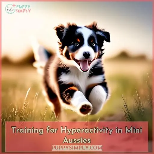 Training for Hyperactivity in Mini Aussies
