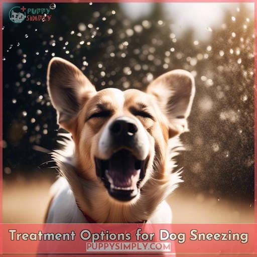 Treatment Options for Dog Sneezing