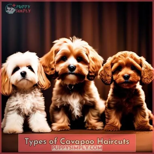 Types of Cavapoo Haircuts