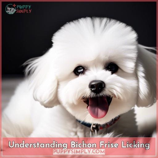 Understanding Bichon Frise Licking