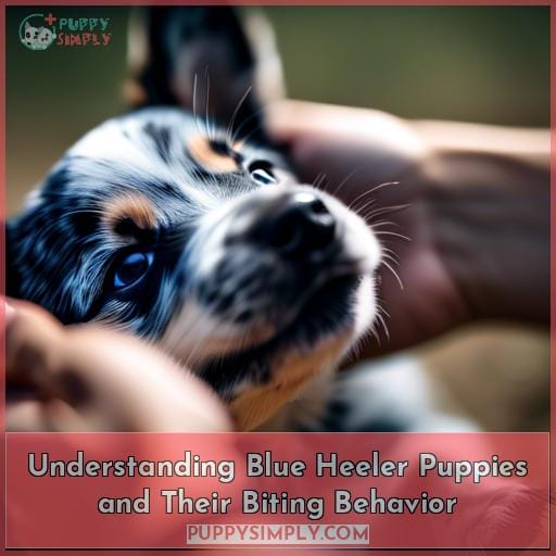 Understanding Blue Heeler Puppies and Their Biting Behavior