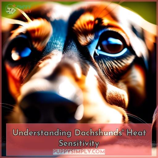Understanding Dachshunds' Heat Sensitivity Understanding Dachshunds' Heat Sensitivity