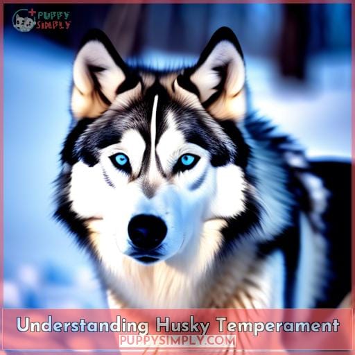 Understanding Husky Temperament