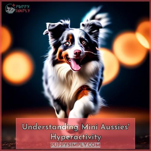 Understanding Mini Aussies' Hyperactivity Understanding Mini Aussies' Hyperactivity