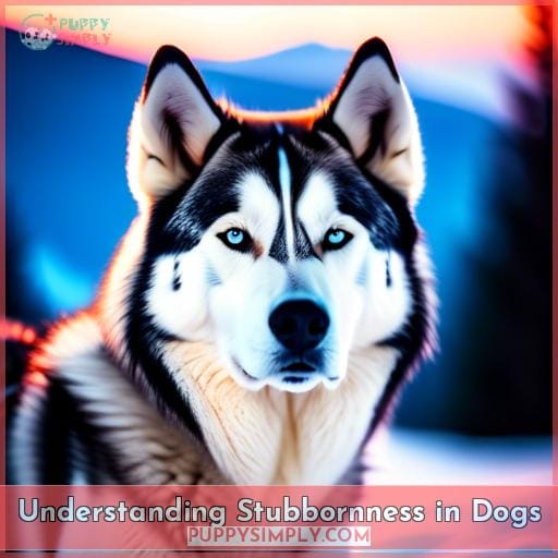 Understanding Stubbornness in Dogs