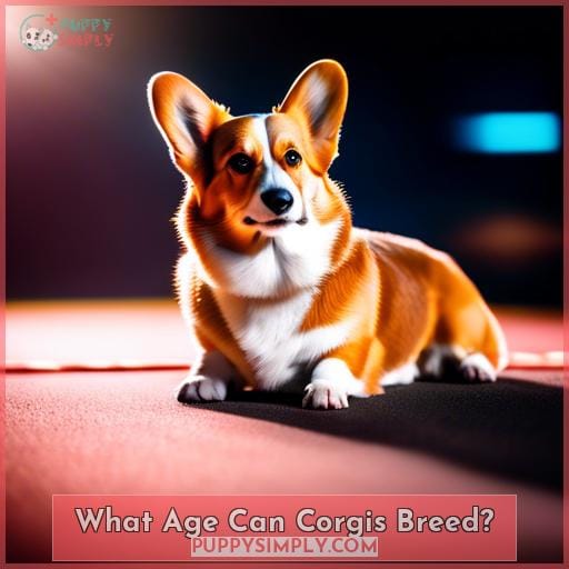What Age Can Corgis Breed