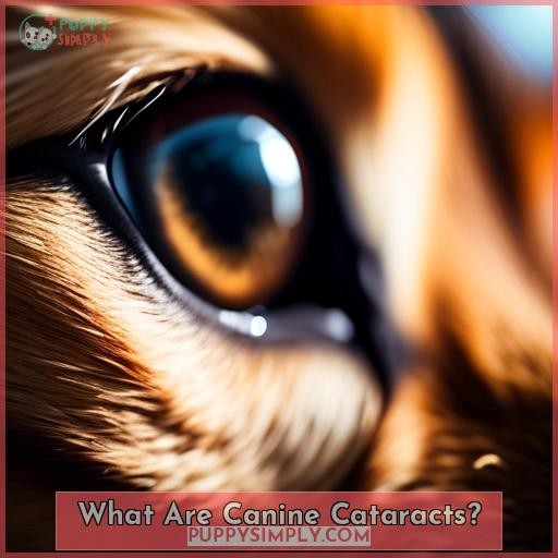 What Are Canine Cataracts