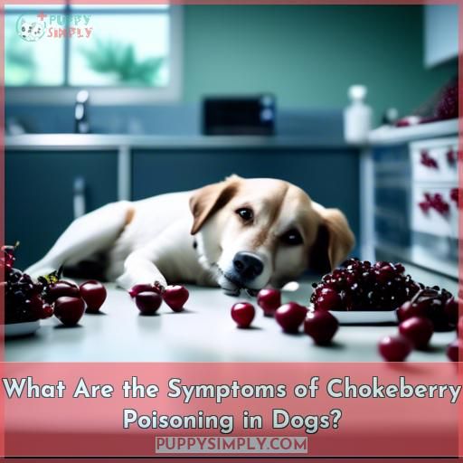 What Are the Symptoms of Chokeberry Poisoning in Dogs