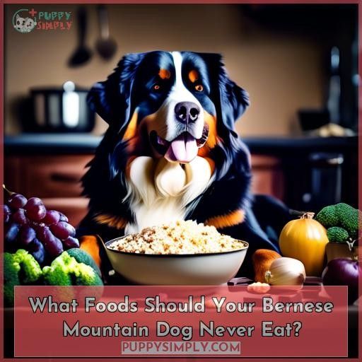 What Foods Should Your Bernese Mountain Dog Never Eat
