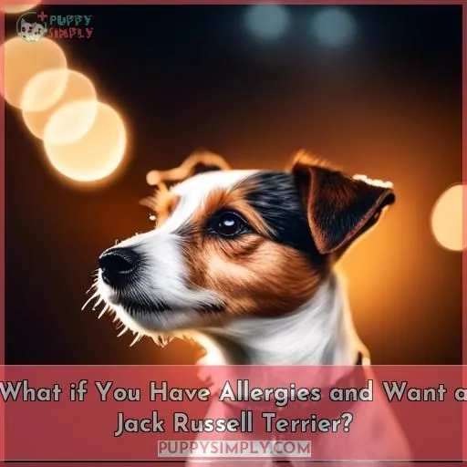What if You Have Allergies and Want a Jack Russell Terrier